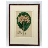 Vintage Framed Botanical Print-10423