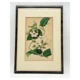Framed Botanical Print-10411