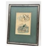Framed Hand-Colored Parakeet Engraving-10414