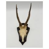 Mounted European Roe Deer Skull and Antlers-9809