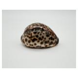 Tiger Cowrie Shell Specimen