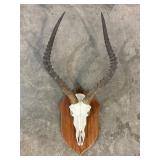 Mounted Antelope Skull and Horns-10516