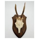 Mounted Roe Deer Skull and Antlers-9809