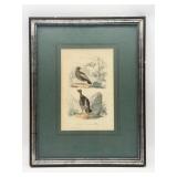 Framed 19th-Century Bird Engraving-10414