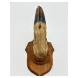 Mounted Taxidermy Deer Hoof-10634