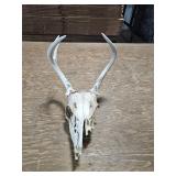 skull