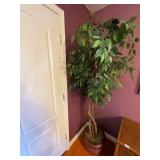 Large ficus tree