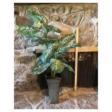 Forever plant