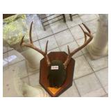 8 point buck mount
