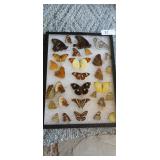 Butterfly Collection Display. Measures