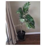 LATE ADDITION Real Palm Tree  in Container