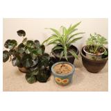 Assortment of Live Plants