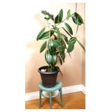 Large Tropical Rubber Plant