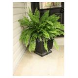 16" Black Plastic Planter w Live Fern