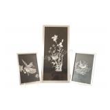 G. Douglas Murray Wildlife Scratchboard Artist