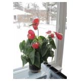 REAL - Tropical Solarium Plant