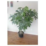 REAL - Tropical Solarium Plant