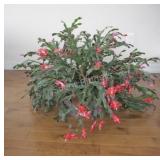 REAL - Tropical Solarium Plant