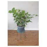 REAL - Tropical Solarium Plant