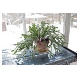 REAL - Tropical Solarium Plant