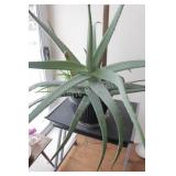 REAL - Tropical Solarium LARGE Aloe Plant