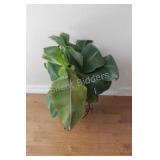 REAL - Tropical Solarium Plant