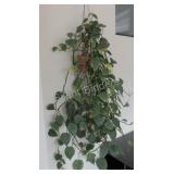 REAL - Tropical Solarium Ivy Plants X 2