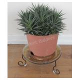 REAL - Tropical Solarium Cactus Type Plant