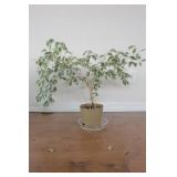 REAL - Tropical Solarium Plant