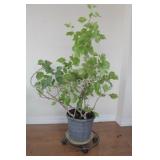 REAL - Tropical Solarium Plant