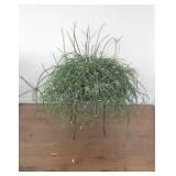 REAL - Tropical Solarium Plant