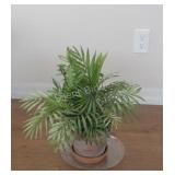 REAL - Tropical Solarium Plant