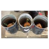 (3) Harrington 1/2 Ton Chain Hoists