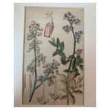 18th C Hand-Tinted BOTANICAL PRINT