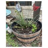 Red Yucca Plant In Large Molded Planter
