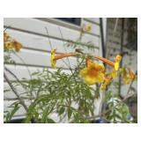 Esperanza Yellow Bells Plant in Large Planter Pot