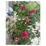 Garden Rose Bush in Large Planter Pot