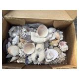 Sea Shell Collection -No Shipping