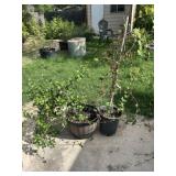 Star Jasmine & Honeysuckle Plants in Planter Pots