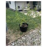 Rose Bush in Large Planter Pot