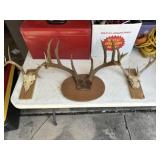3pc Deer Antler Taxidermy