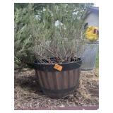 Rosemary Bush In Large Planter Pot