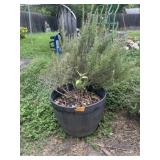 Rosemary Bush In Large Planter Pot