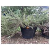 Rosemary Bush In Large Planter Pot
