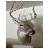 Whitetail Deer Taxidermy Shoulder Mount