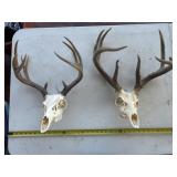 2pc Whitetail Deer European Taxidermy Mounts