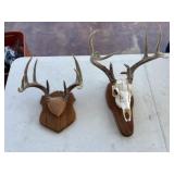 2pc Whitetail Deer European Taxidermy Mounts