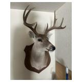 Whitetail Deer Taxidermy Shoulder Mount