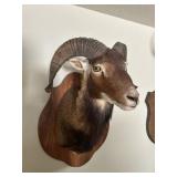 Mouflon Ram Shoulder Mount Taxidermy