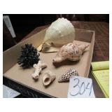 SEA SHELLS ; CORALS